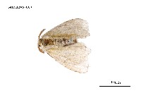 藏品(扇毒蛾)的圖片